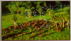 florida cattle ranch