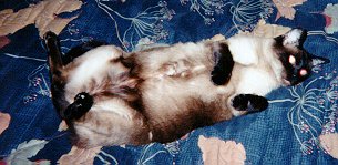 peachy3.jpg (20204 bytes)