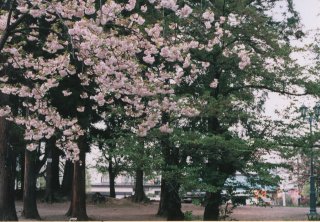 No.6 �㐙�_�� �܂������炢�Ă���