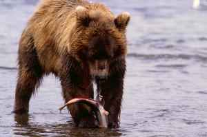 Fishing Bear