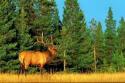 Lone buck elk