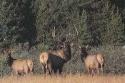 Trio of elk